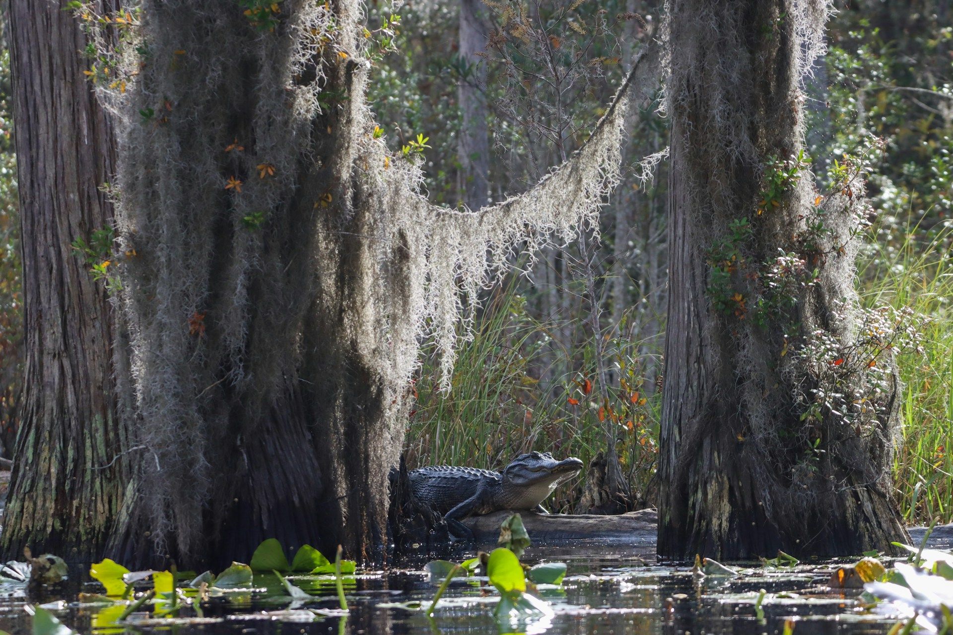 swamp-areas-that-the-swamp-cowboys-brave
