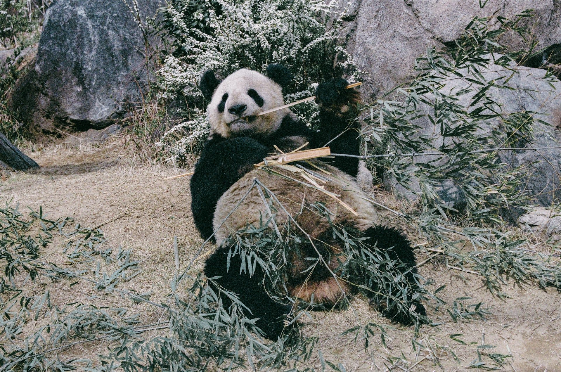Ueno Zoo, Tokyo, Japan