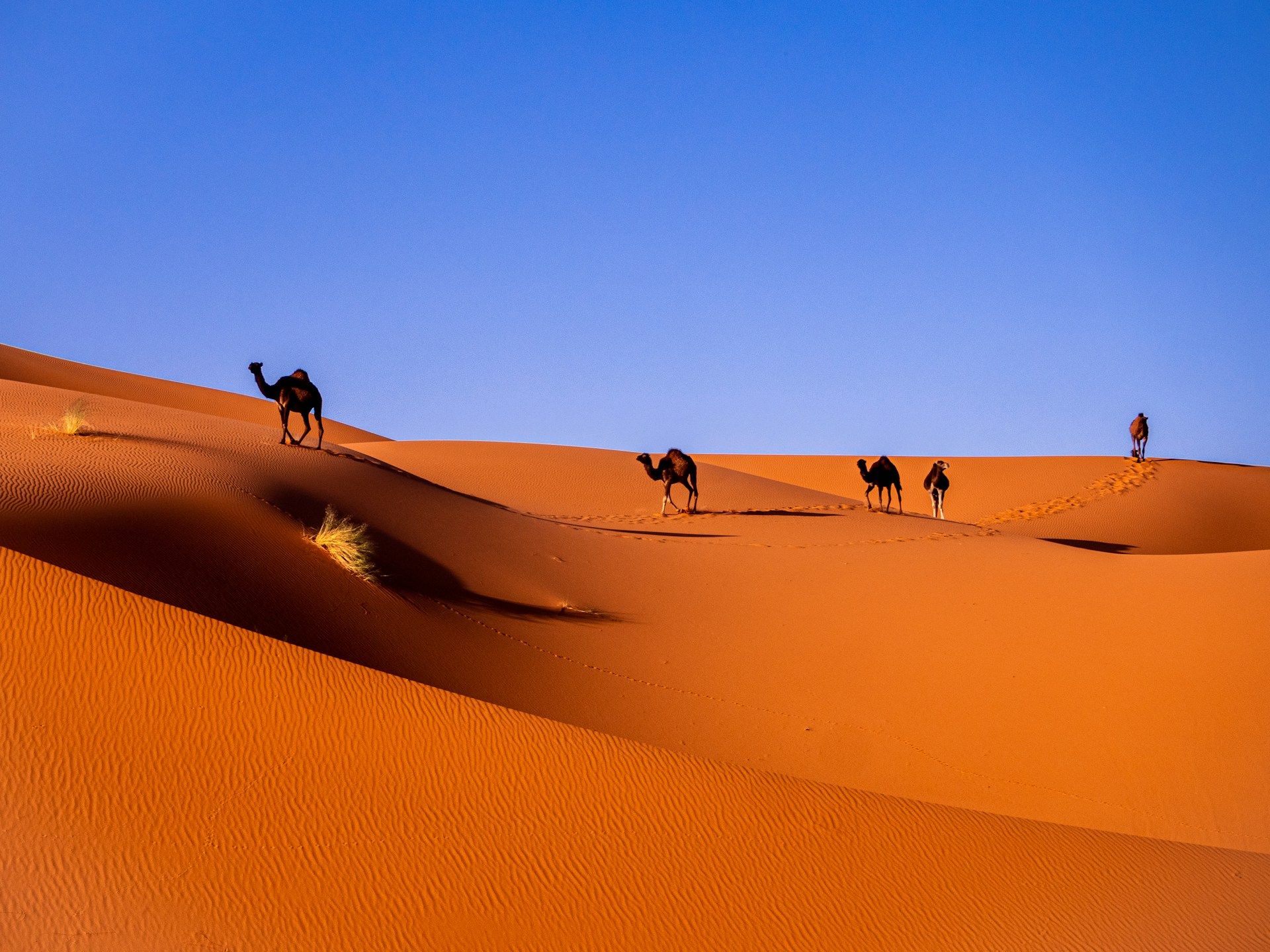camel-rides-in-the-sahara-desert