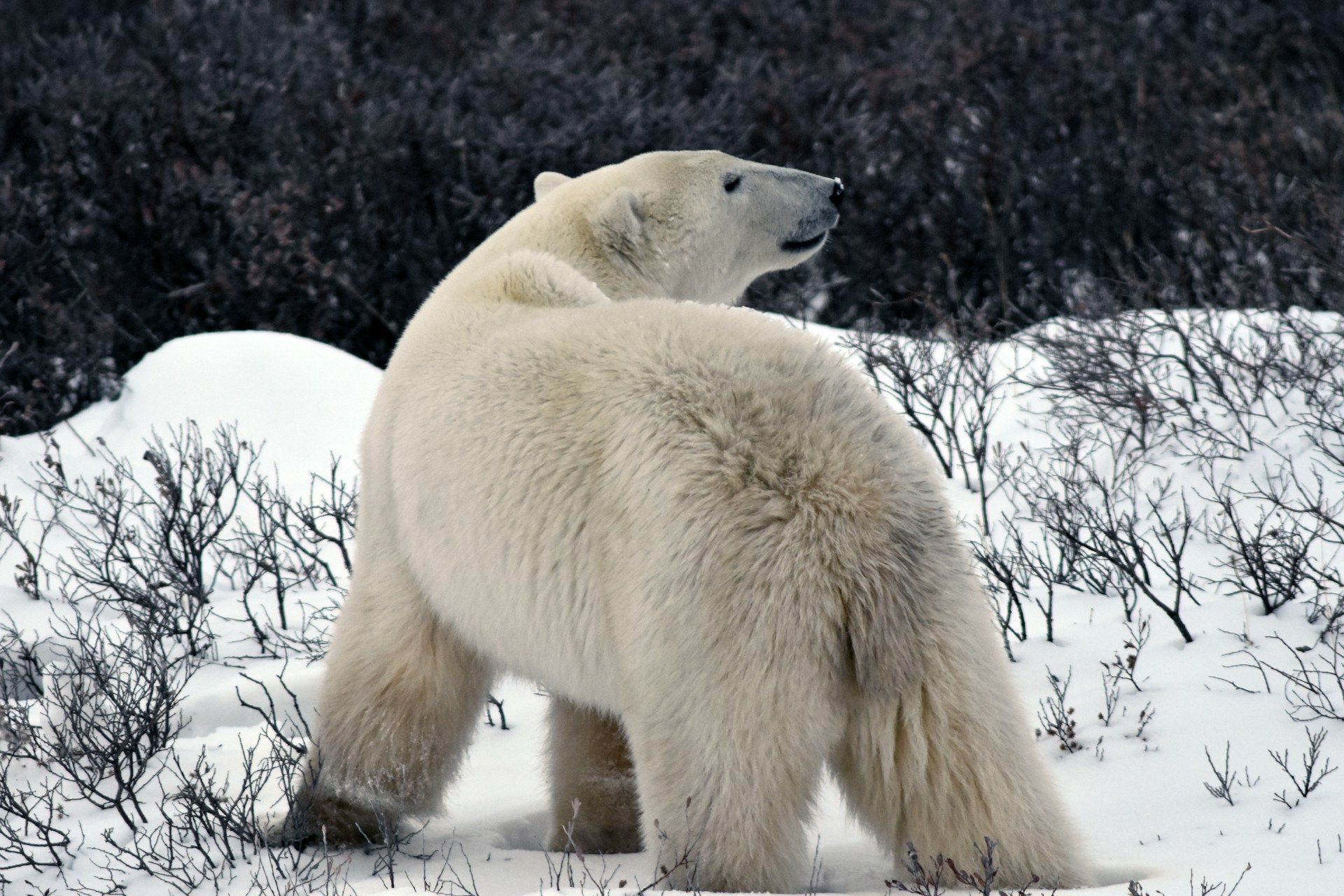 The Polar Bear Capital of the World