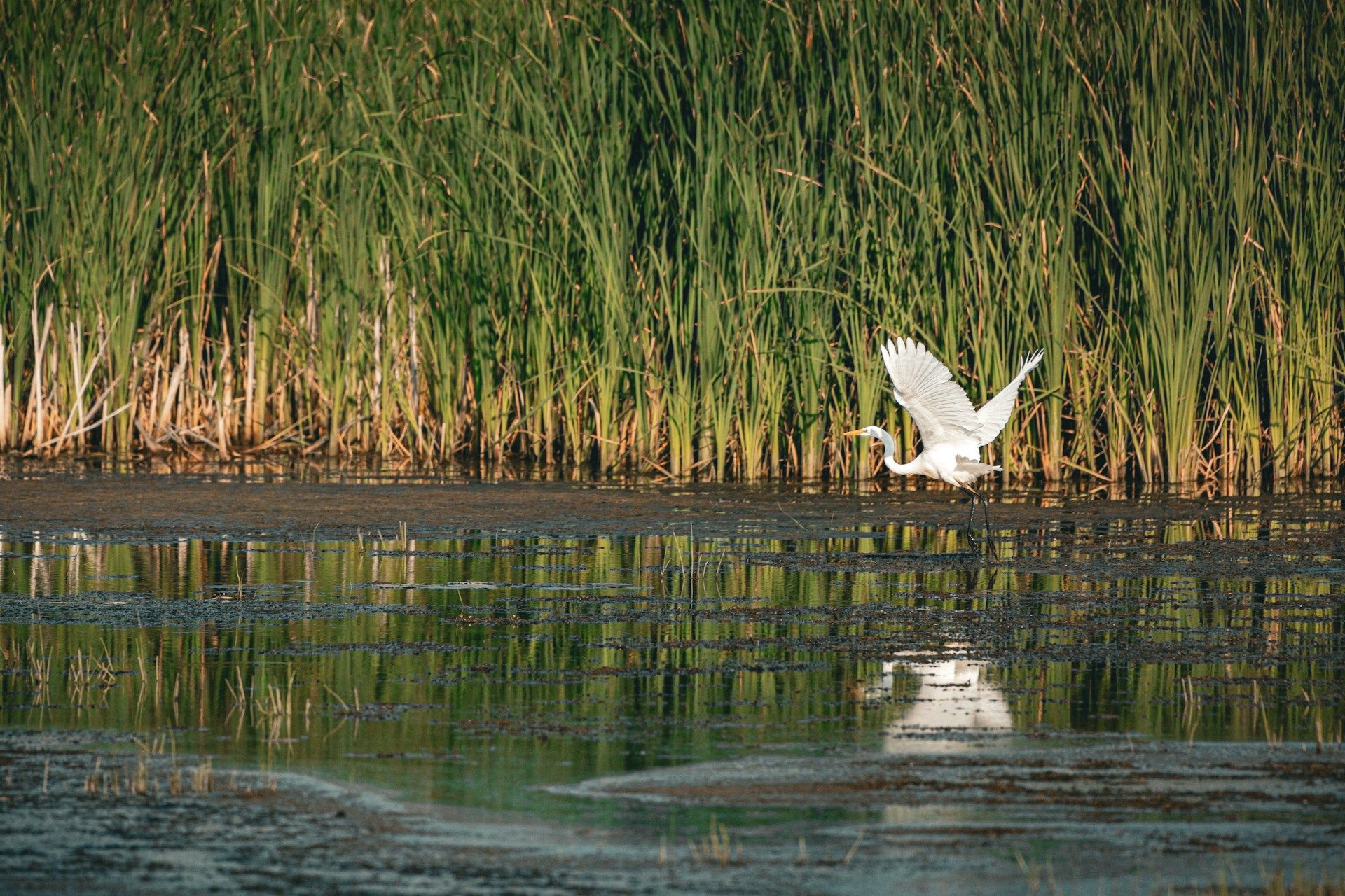 A graceful white heron flying over a marsh with tall green reeds in the background.
