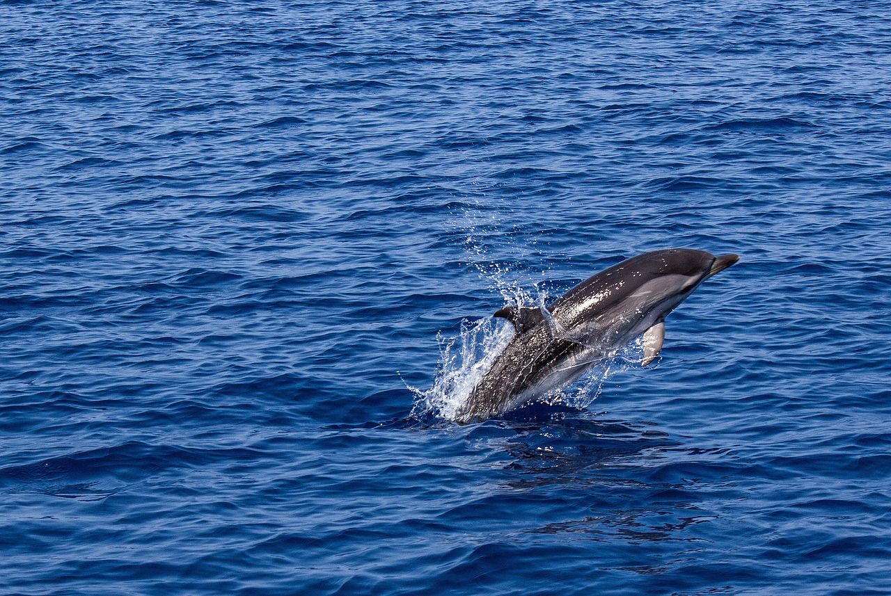 A playful dolphin leaping out of the blue ocean under the sunlight.