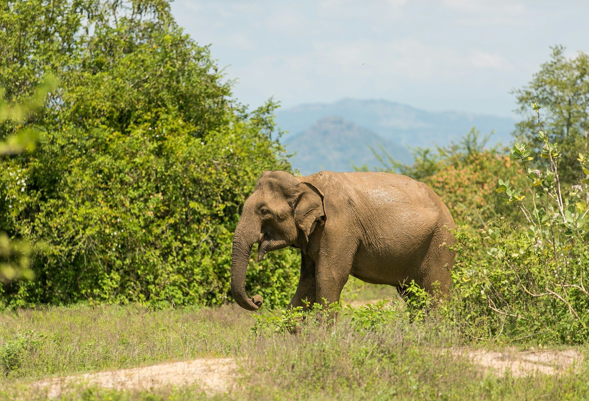 Parque Nacional Udawalawe, Udawalawe, Sri Lanka
