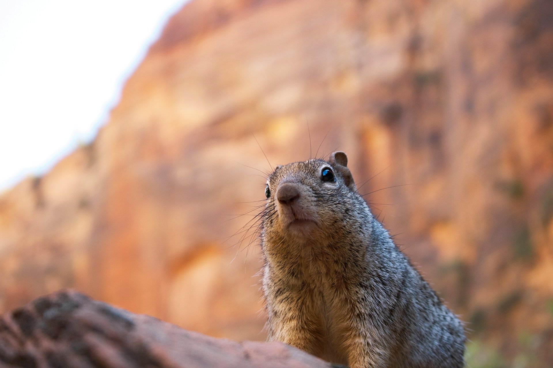 cute-squirrel-you-can-find-around-zion-national-park