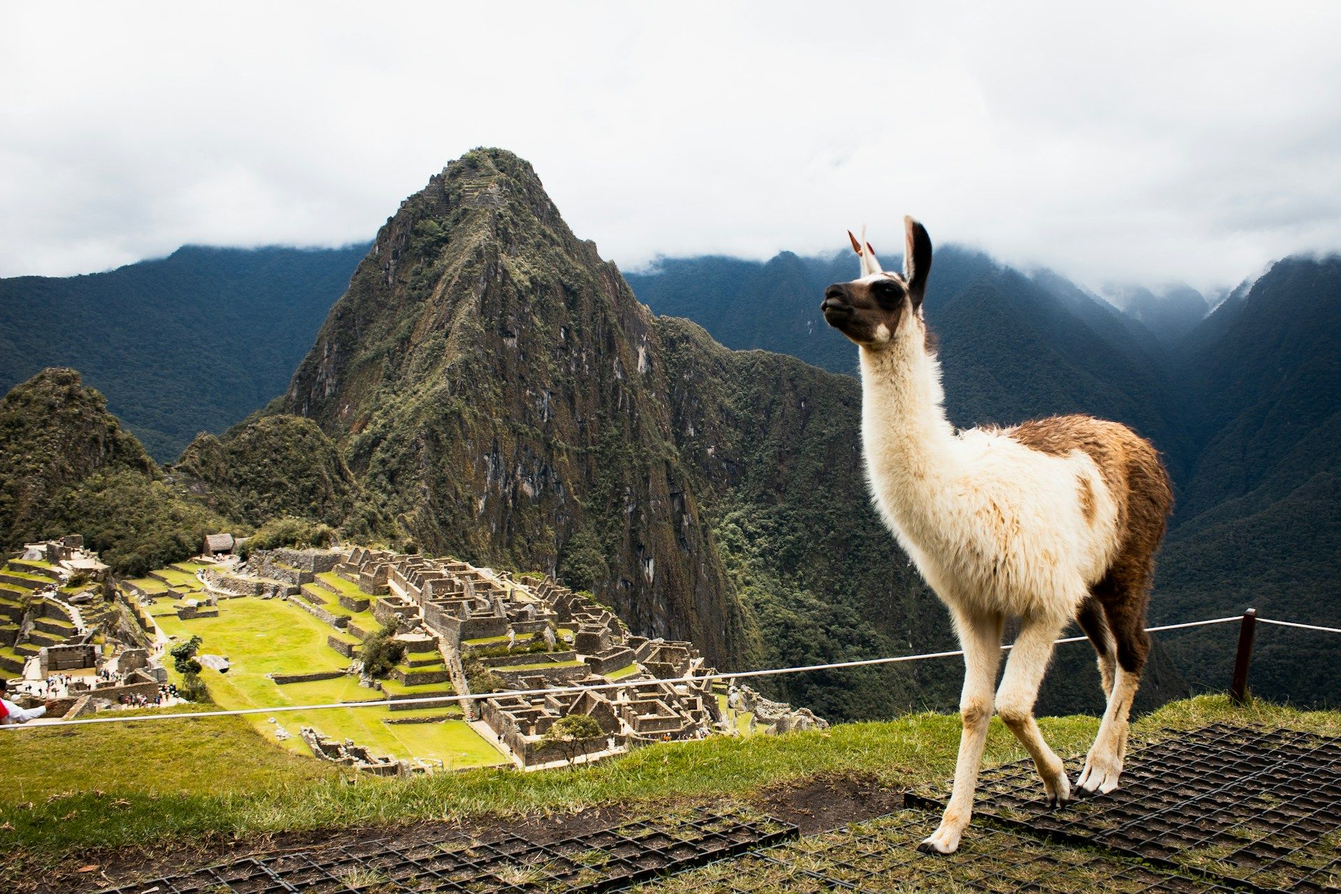 llama-enjoying-the-green-season