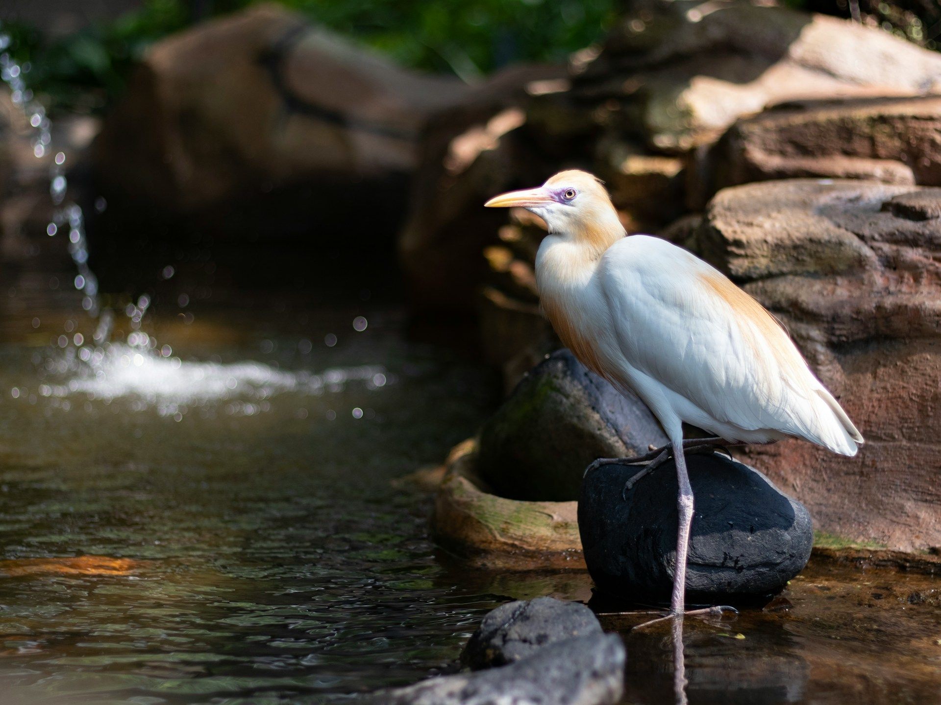 KL Bird Park, Kuala Lumphur