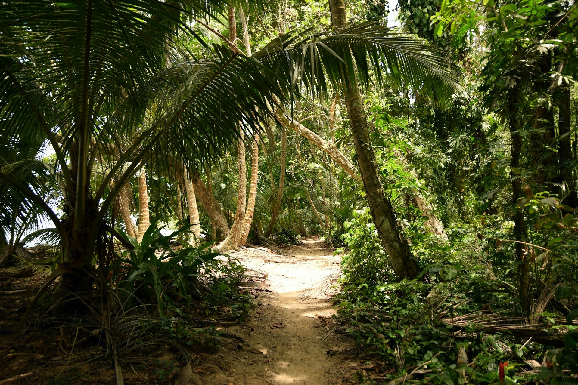 tortuguero-beach-with-forest