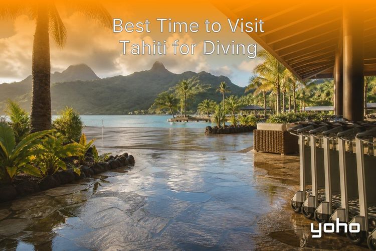Best Time to Visit Tahiti for Diving and Blue Lagoons article image
