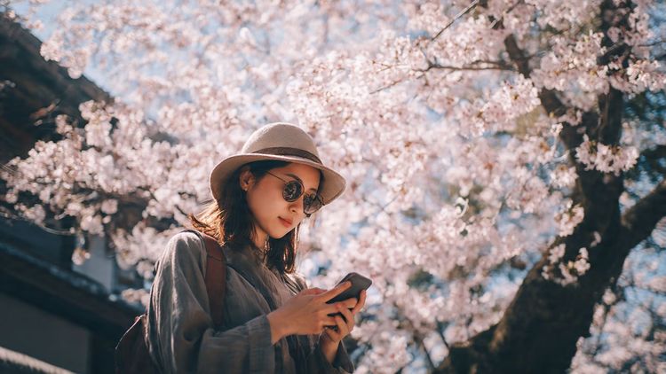 Traveler enjoying Japan’s cherry blossoms while using a smartphone — peaceful, bright, and travel-lifestyle focused