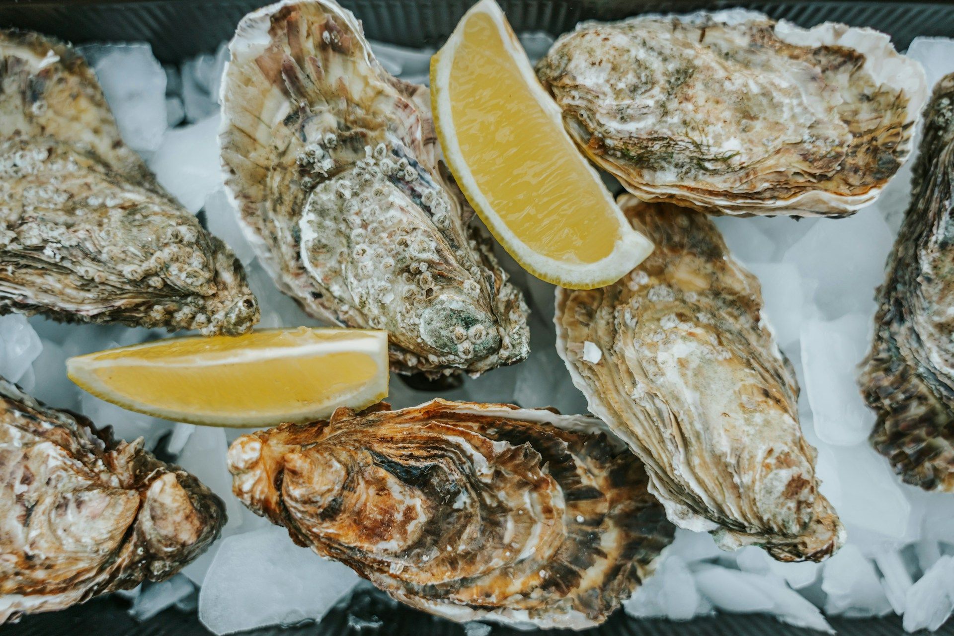oysters-at-boston