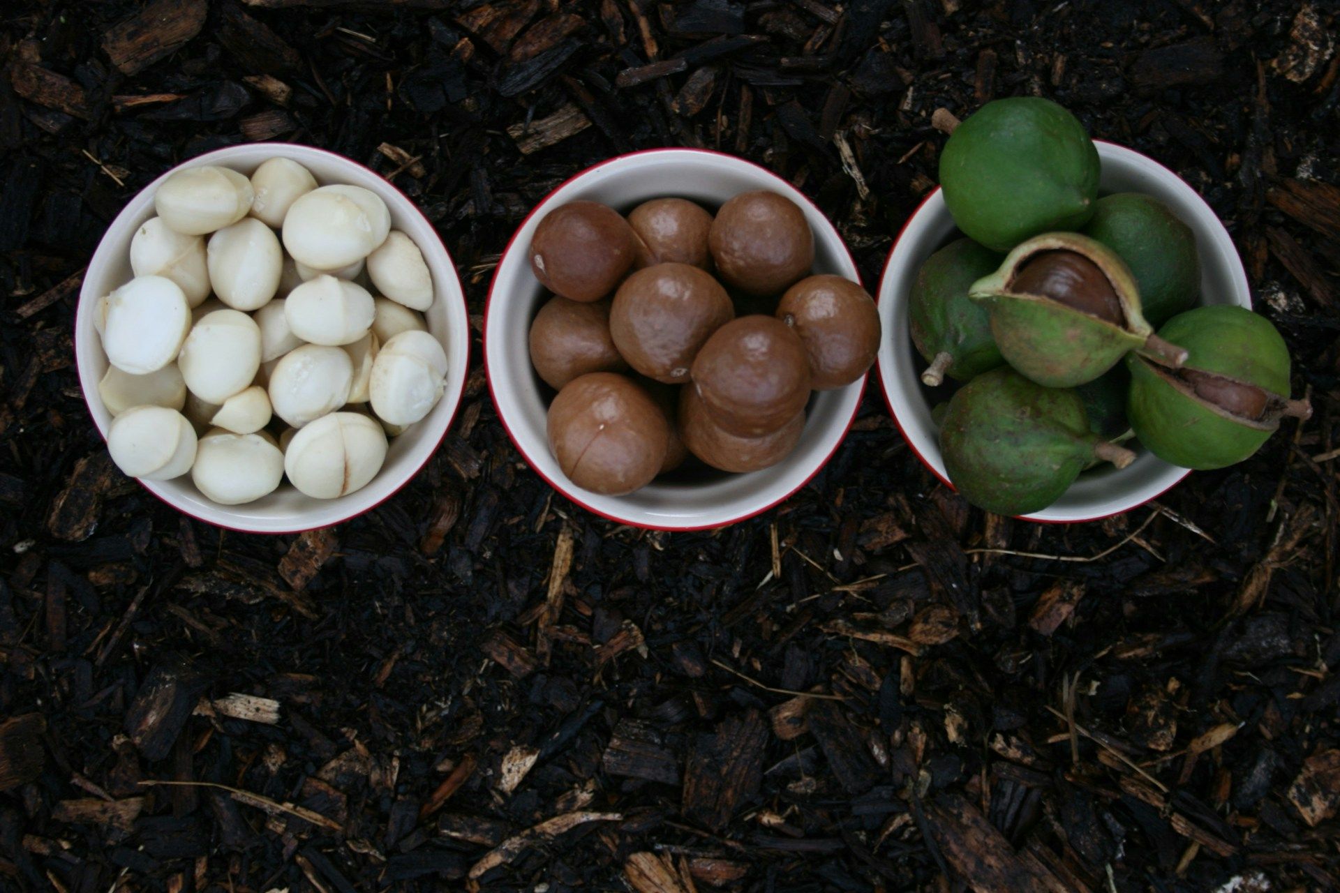 macadamia-nuts-popular-hawaiian-souvenir