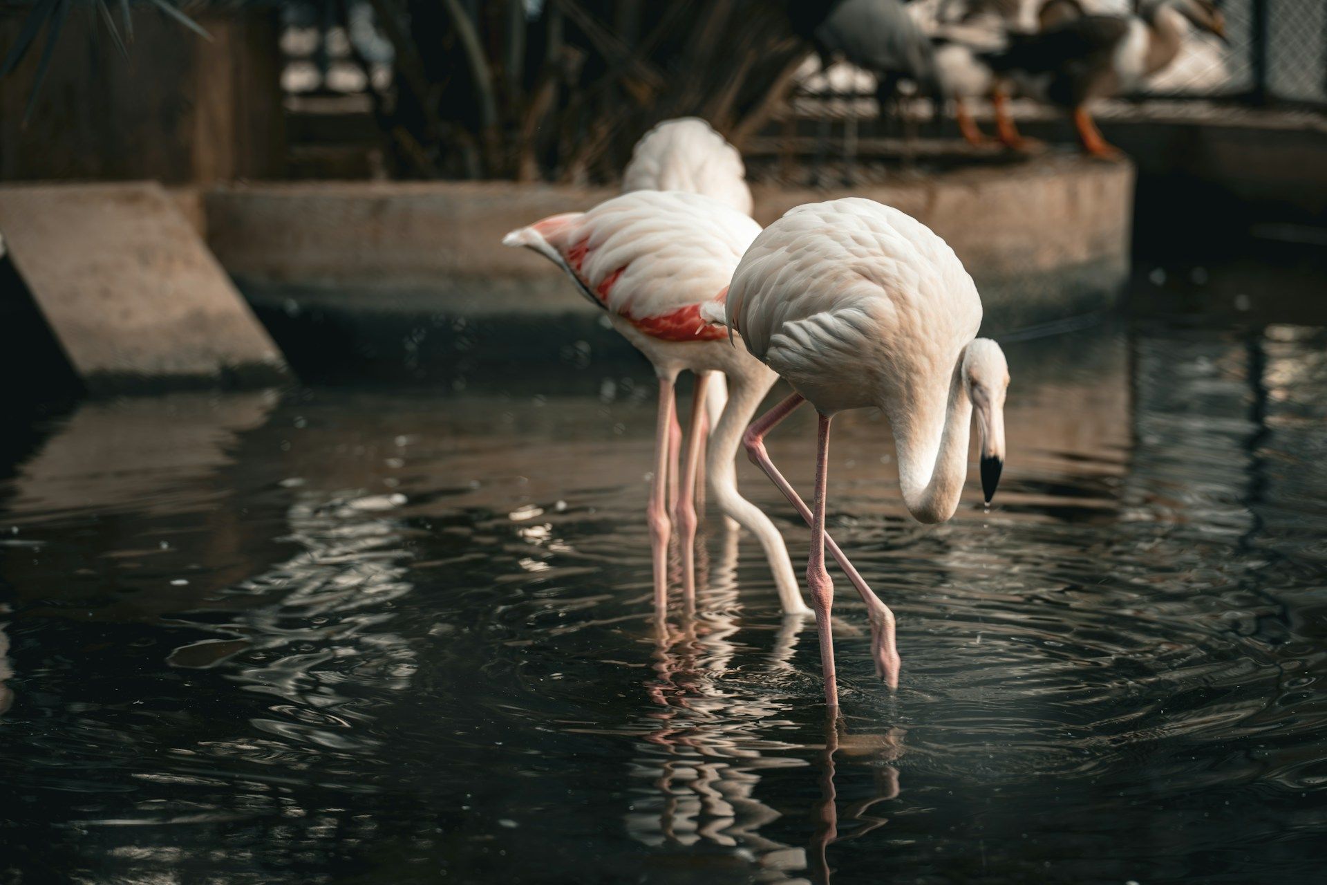 Wildlife sanctuary