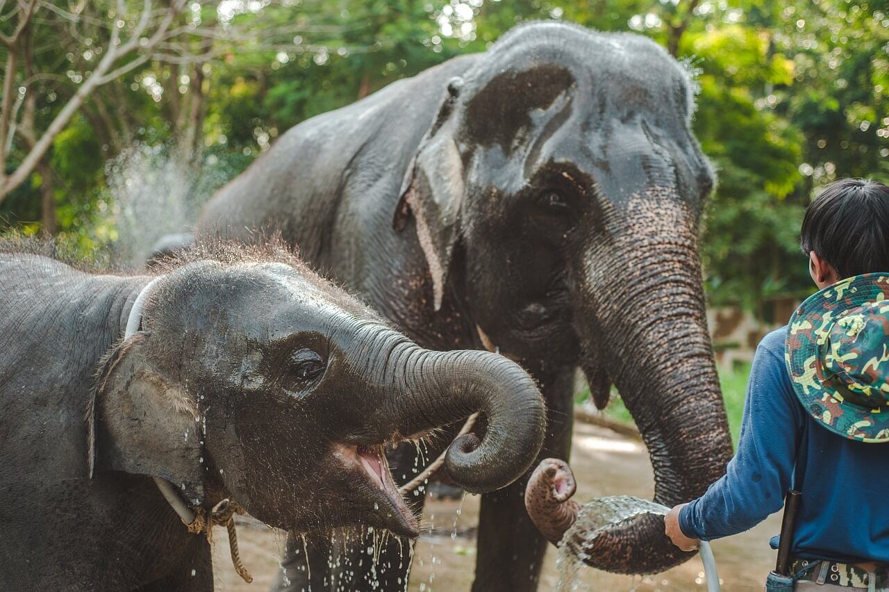 Two playful elephants being washed by a caretaker at a sanctuary