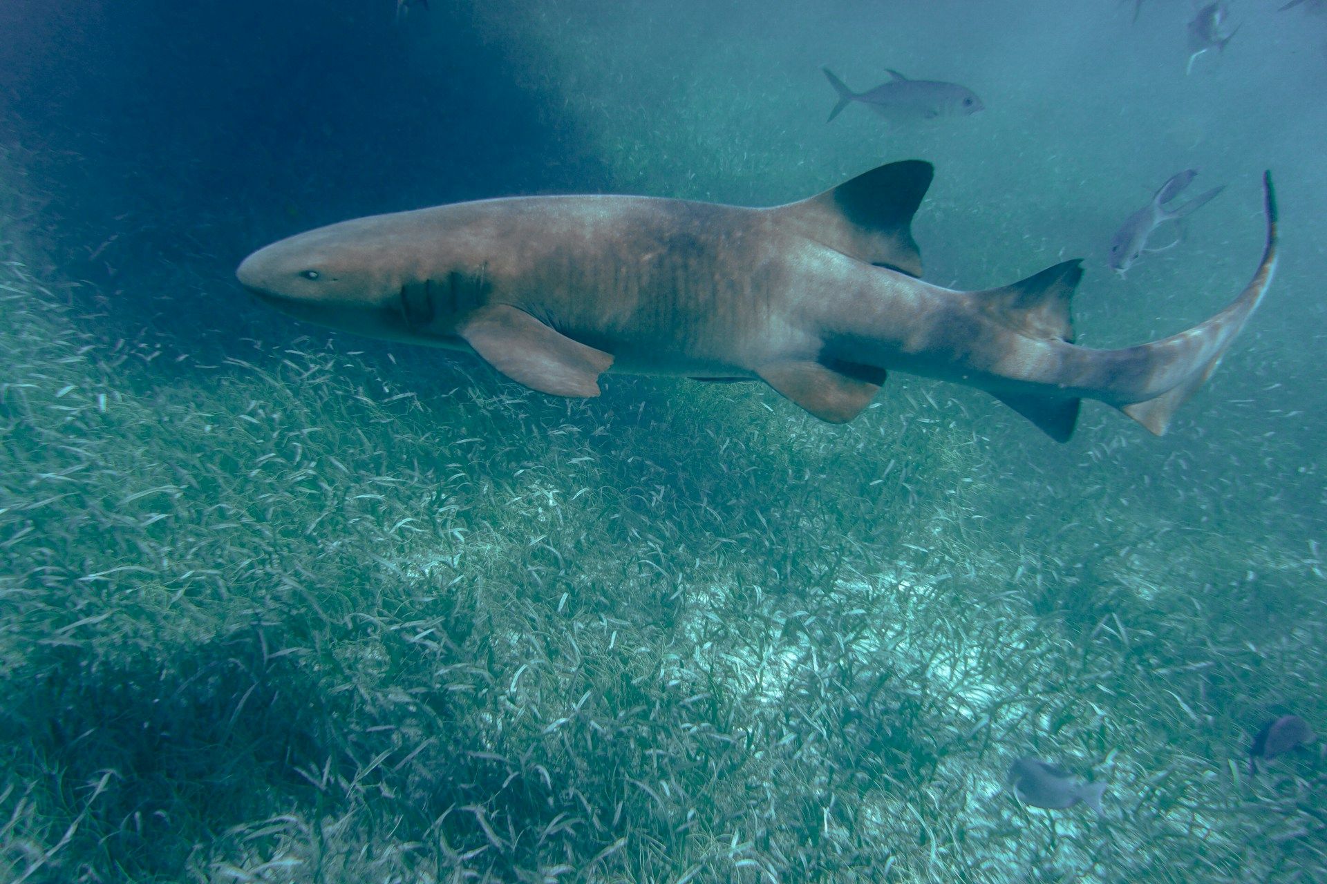 swim-with-sharks-in-belize