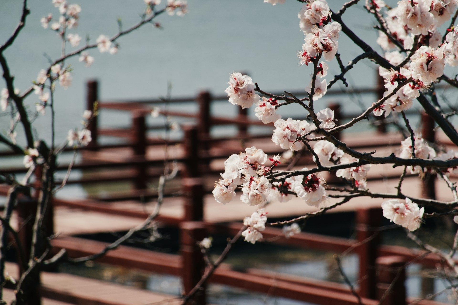 peach-tree-blossoming-in-beijing