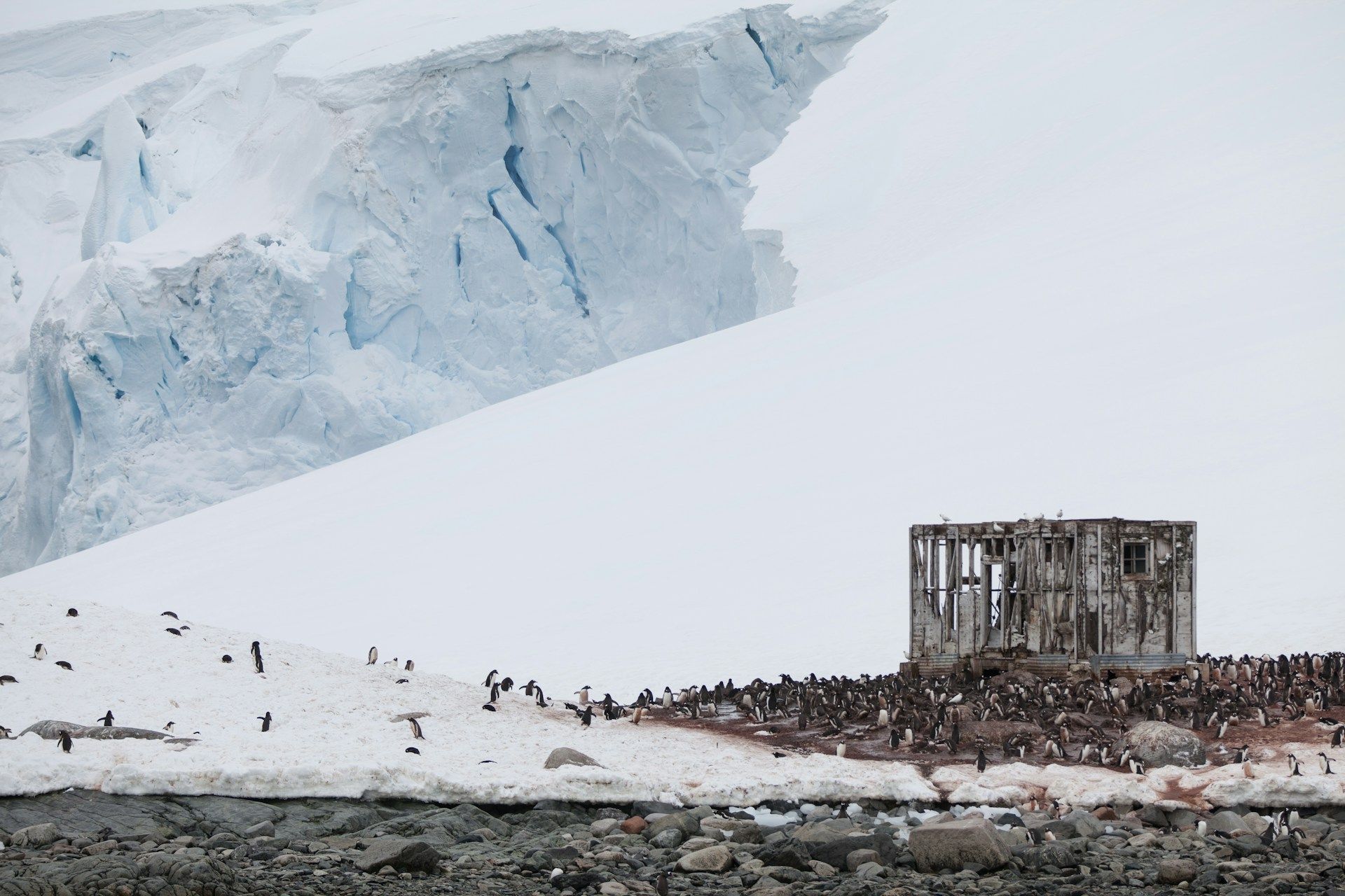 penguins-around-an-abandoned-bunker-in-antartica