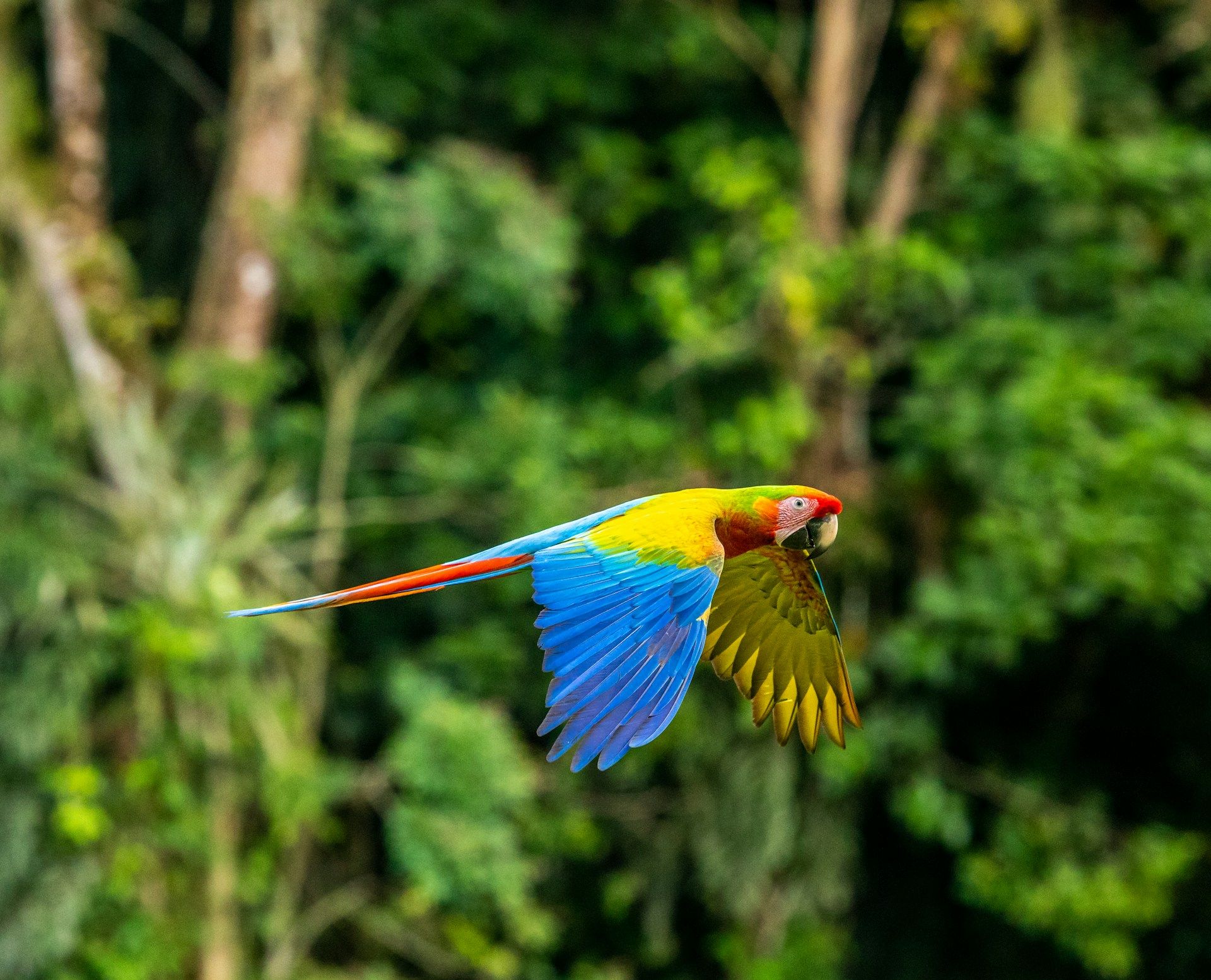 costa-rica-jungle-with-parrot-flying