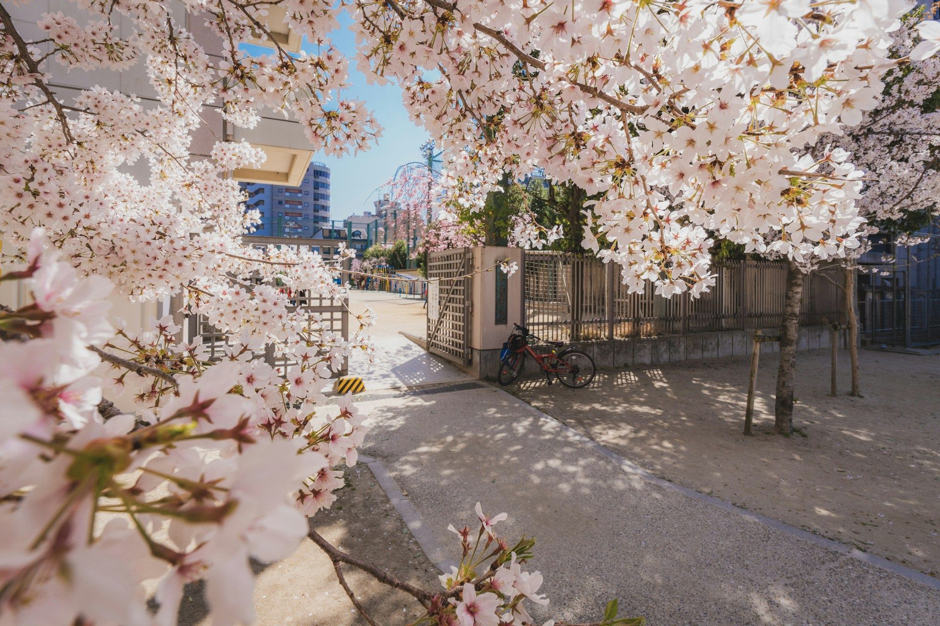 Kyoto, Japan. Cherry Blossom Season Begins
